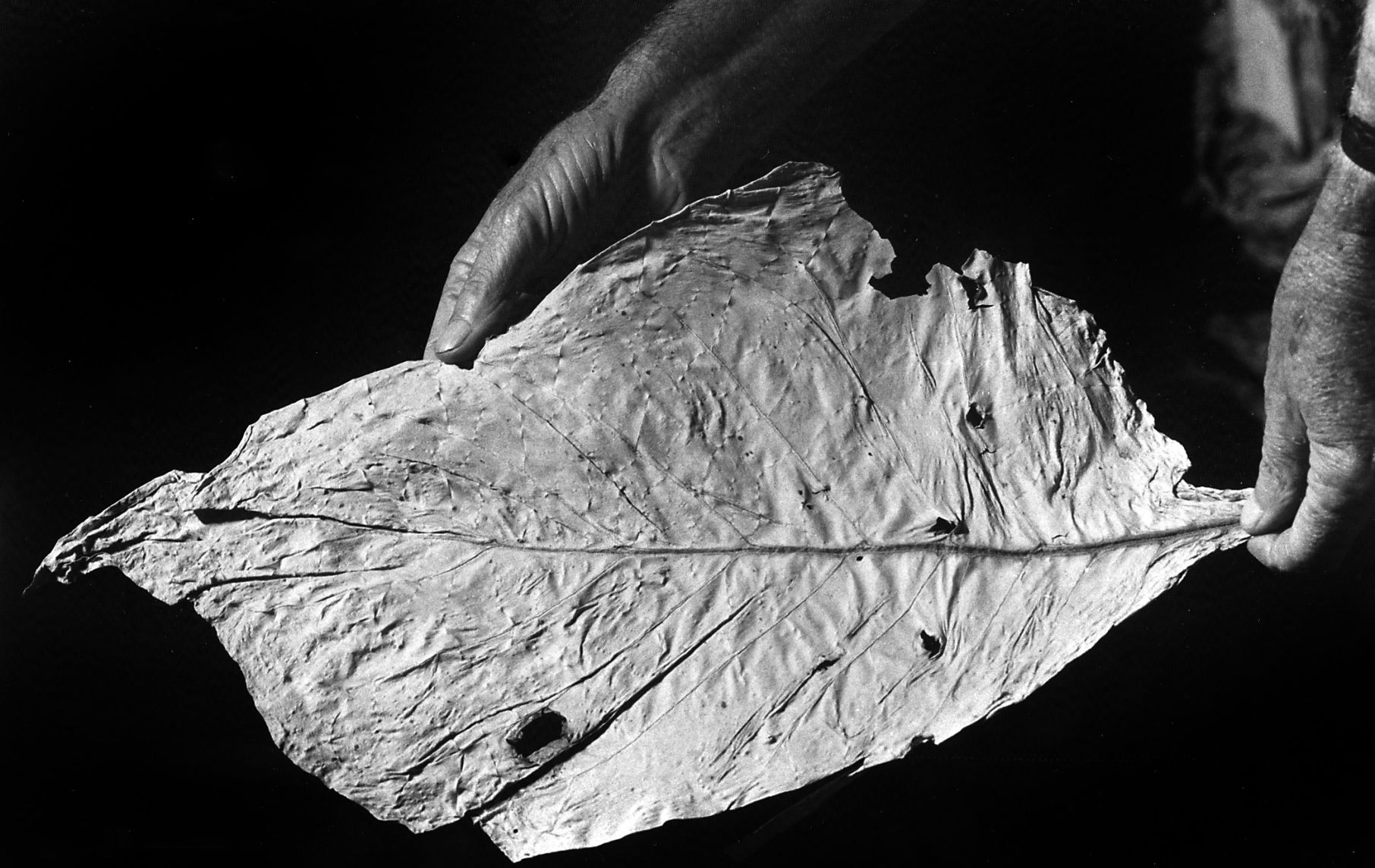 1983-08-16 tobacco